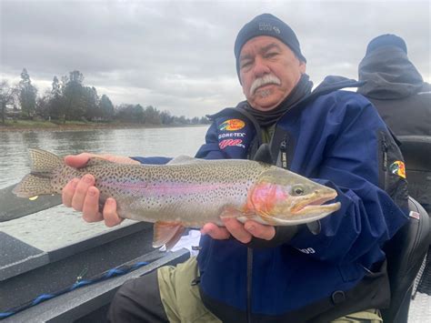 fishing report sacramento river|sacramento river steelhead fishing report.